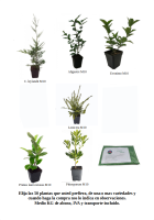 Pack de 50 plantas de seto (17)